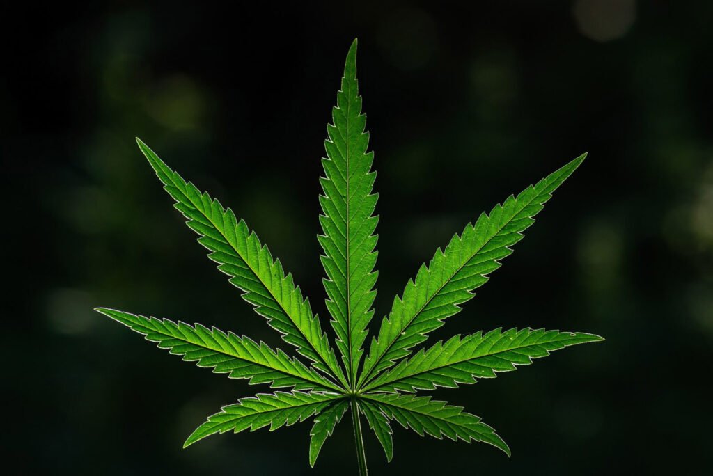 Top Cannabis Dispensaries