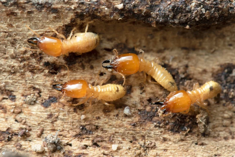 termite