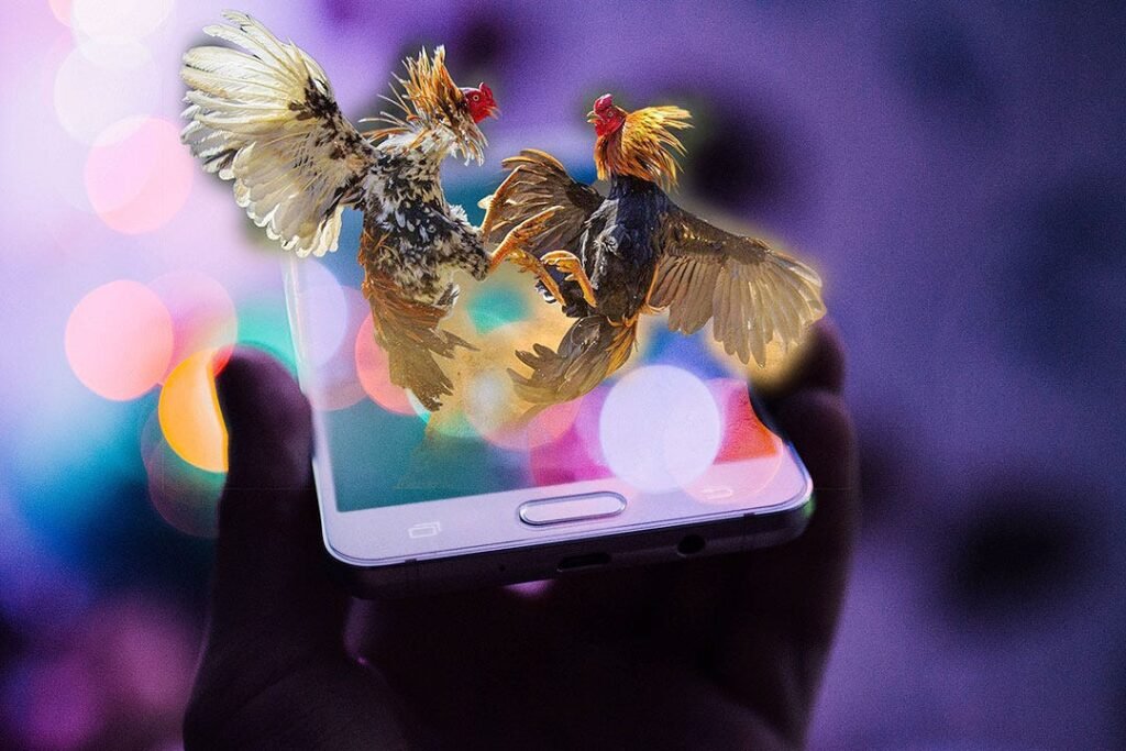 How Cockfight Betting Is Gaining Popularity in Online Platforms Cockfight Betting